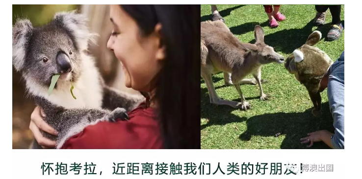 【博澳-澳大利亚】过年出游澳洲，哪些物品不能带！！！(图4)
