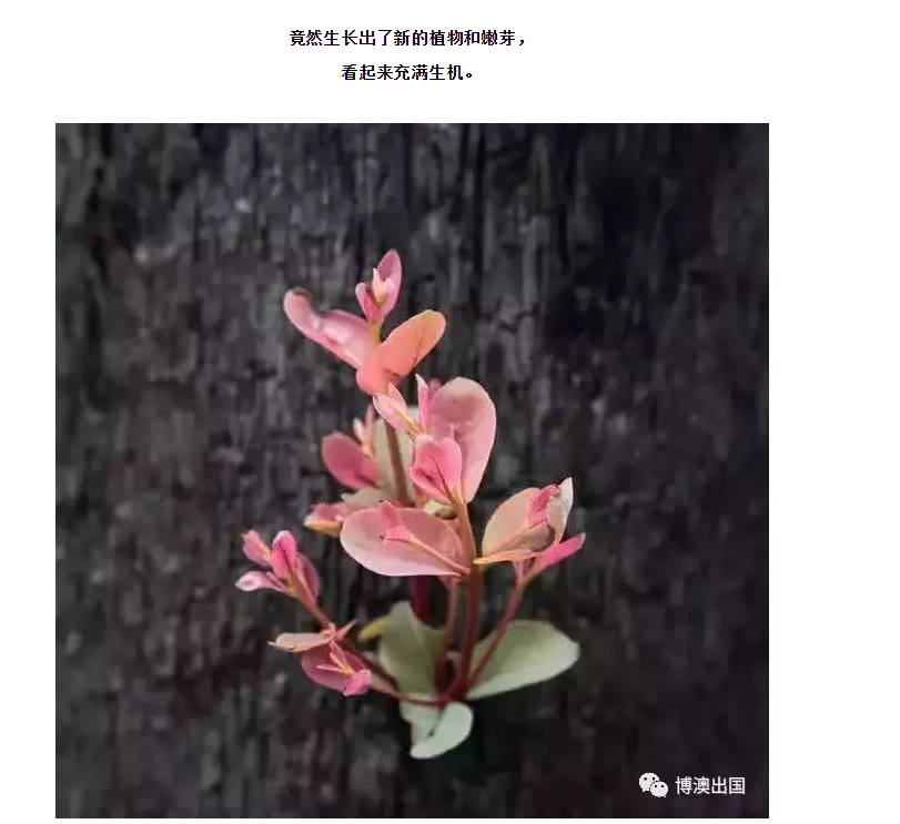 【博澳-澳大利亚】澳洲还能去吗？各州山火情况最新播报(图18)